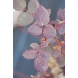 Rosier meilland ? 'botero' taille du pot