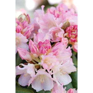 Rhododendron 'golden torch' taille du pot - en pot de 4 litres