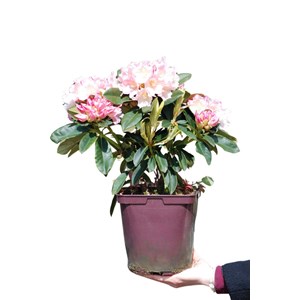 Rhododendron 'golden torch' taille du po