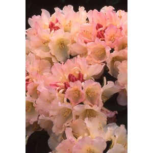 Rhododendron 'golden torch' taille du po