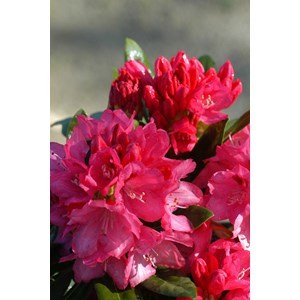 Rhododendron 'sneezy' taille du pot - en