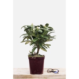 Rhododendron 'sneezy' taille du pot - en