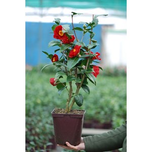 Camélia 'bob hope' taille du pot - en pot de 4 litres (hauteur 40&nbsp;50 cm)