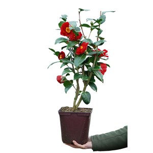 Camélia 'bob hope' taille du pot - en p