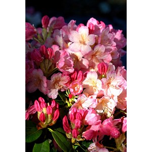 Rhododendron 'percy wiseman' taille du pot - en pot de 4 litres
