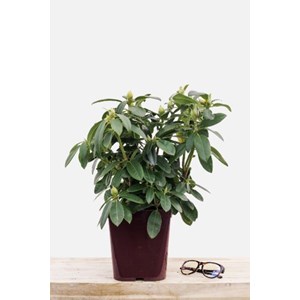 Rhododendron 'percy wiseman' taille du p