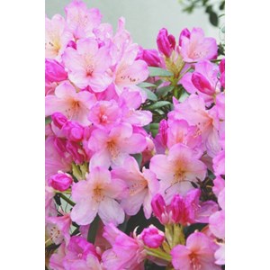 Rhododendron 'percy wiseman' taille du p