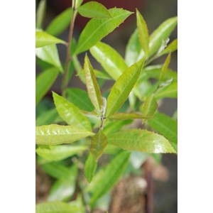 Thé du paraguay garden2cup ?' taille du pot - en pot de 3 litres