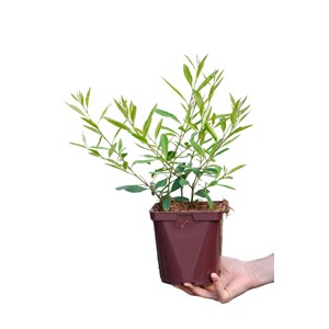 Thé du paraguay garden2cup ?' taille du