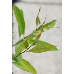 Thé du paraguay garden2cup ?' taille du