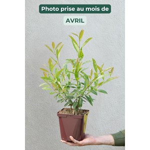 Thé du paraguay garden2cup ?' taille du