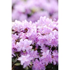 Rhododendron 'impeditum select' taille d
