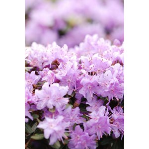 Rhododendron 'impeditum select' taille d