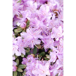 Rhododendron 'impeditum select' taille d