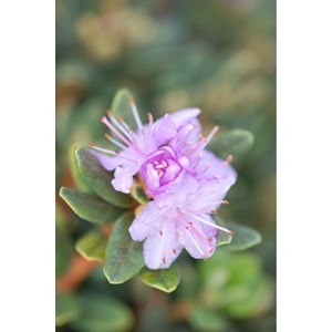 Rhododendron 'impeditum select' taille d
