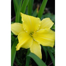 Hémérocalle 'endlesslily ? Yellow' tai