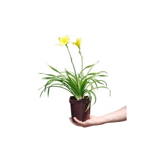 Hémérocalle 'endlesslily ? Yellow' tai