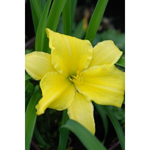 Hémérocalle 'endlesslily ? Yellow' tai