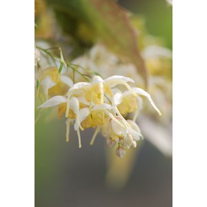 Fleurs des elfes 'nova' taille du pot -