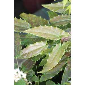 Fleurs des elfes 'nova' taille du pot -