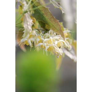 Fleurs des elfes 'nova' taille du pot -