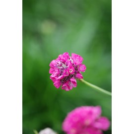 Gazon d'espagne 'abbey deep rose' taille