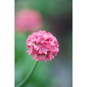 Gazon d'espagne 'dreamland' taille du po