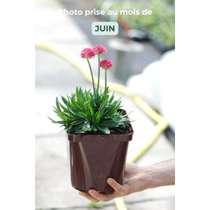 Gazon d'espagne 'dreamland' taille du po