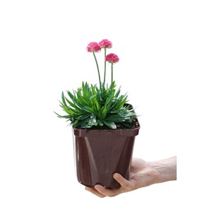 Gazon d'espagne 'dreamland' taille du pot - en pot de 3 litres