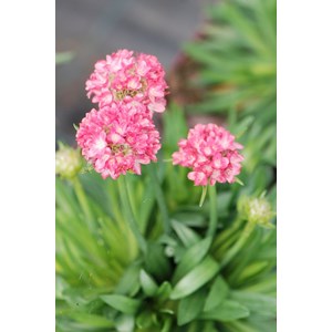 Gazon d'espagne 'dreamland' taille du pot - en pot de 3 litres