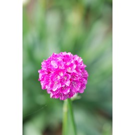 Gazon d'espagne 'vivid dreams' taille du