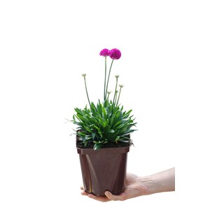 Gazon d'espagne 'vivid dreams' taille du