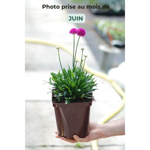 Gazon d'espagne 'vivid dreams' taille du