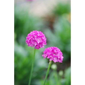 Gazon d'espagne 'vivid dreams' taille du