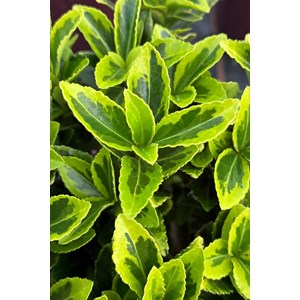 Fusain du japon gold rocket' taille du pot - en pot de 3 litres