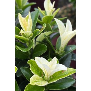 Fusain du japon paloma blanca' taille du pot - en pot de 3 litres