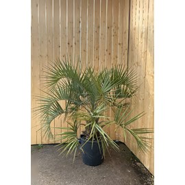 Palmier abricot taille du pot - en conte