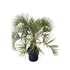 Palmier abricot taille du pot - en conte