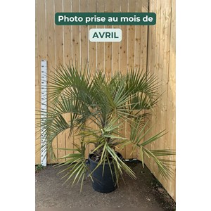 Palmier abricot taille du pot - en conte