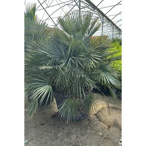 Palmier nain bleu taille du pot - en con