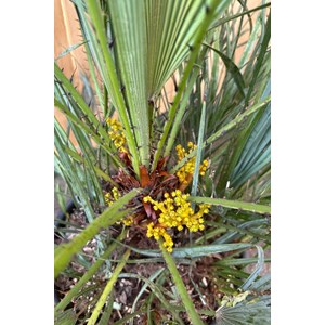 Palmier nain bleu taille du pot - en con