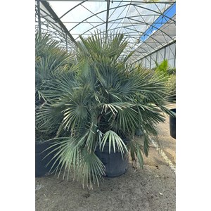 Palmier nain bleu taille du pot - en con