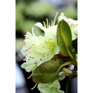 Rhododendron 'shamrock' taille du pot -