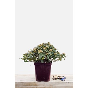 Rhododendron 'shamrock' taille du pot -