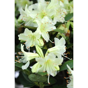 Rhododendron 'shamrock' taille du pot -