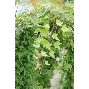 Lierre needlepoint' taille du pot - en