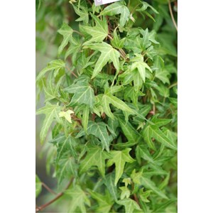 Lierre needlepoint' taille du pot - en