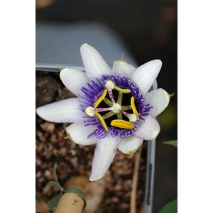 Passiflore damsel's delight' taille du