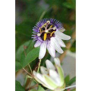 Passiflore damsel's delight' taille du