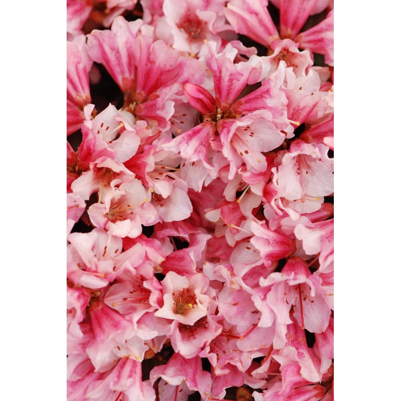 Rhododendron 'wee bee' taille du pot - en pot de 4 litres